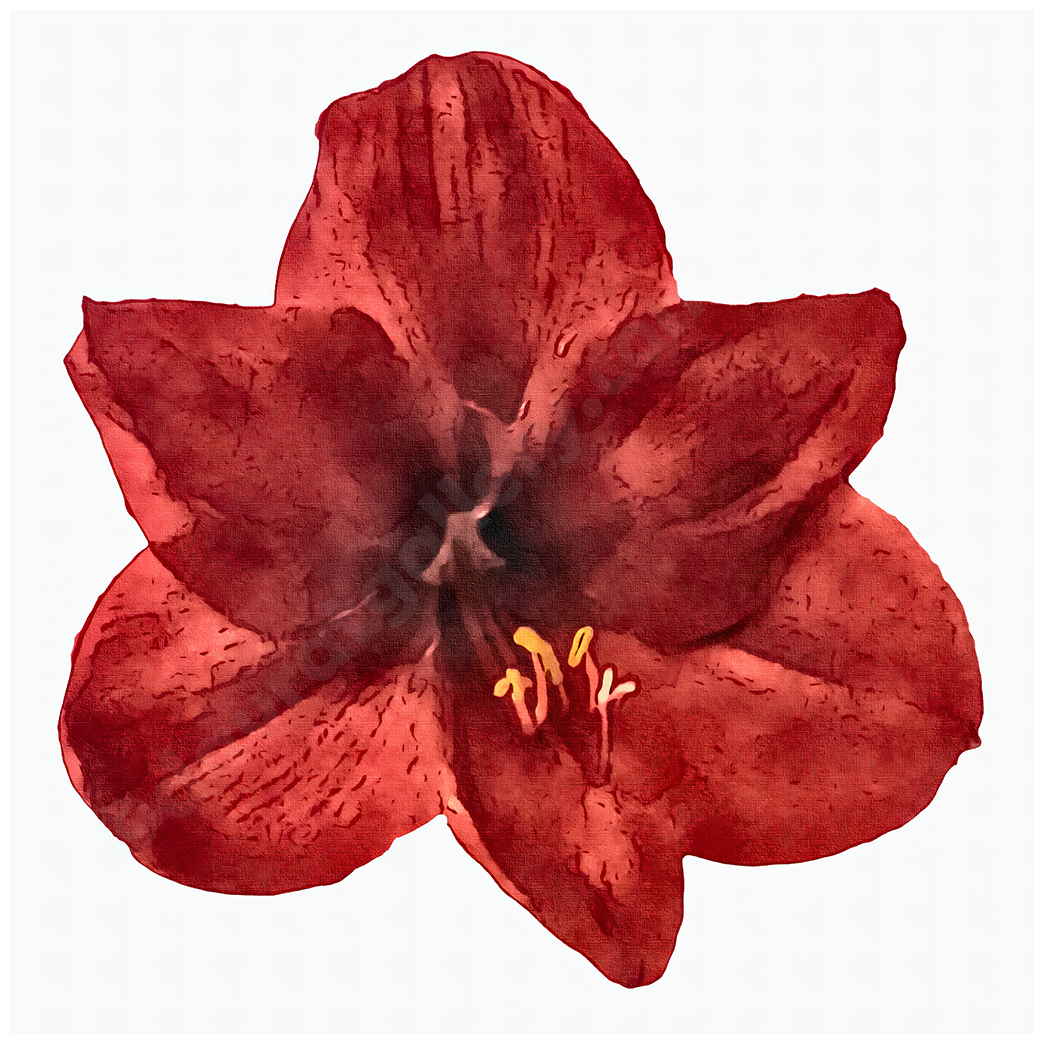 Amaryllis Single Vibrance