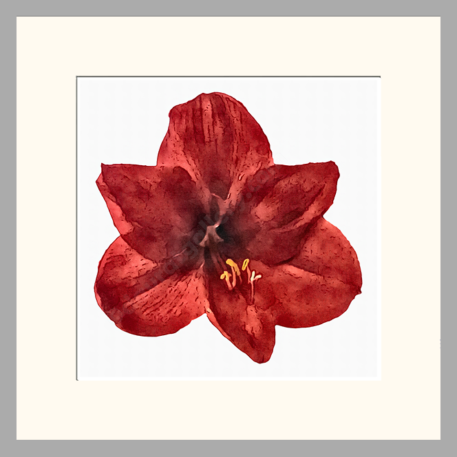 Amaryllis Single Vibrance