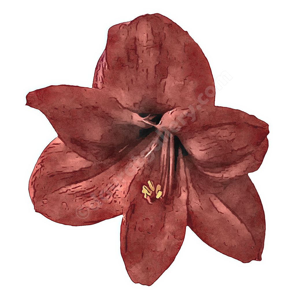 Amaryllis Single