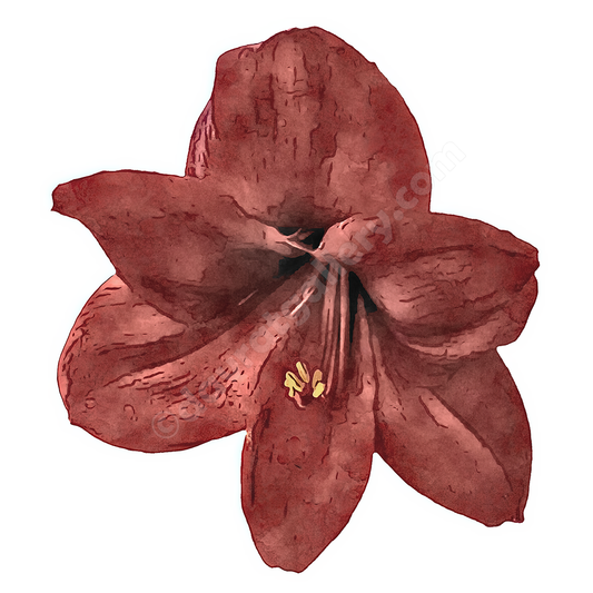 Amaryllis Single