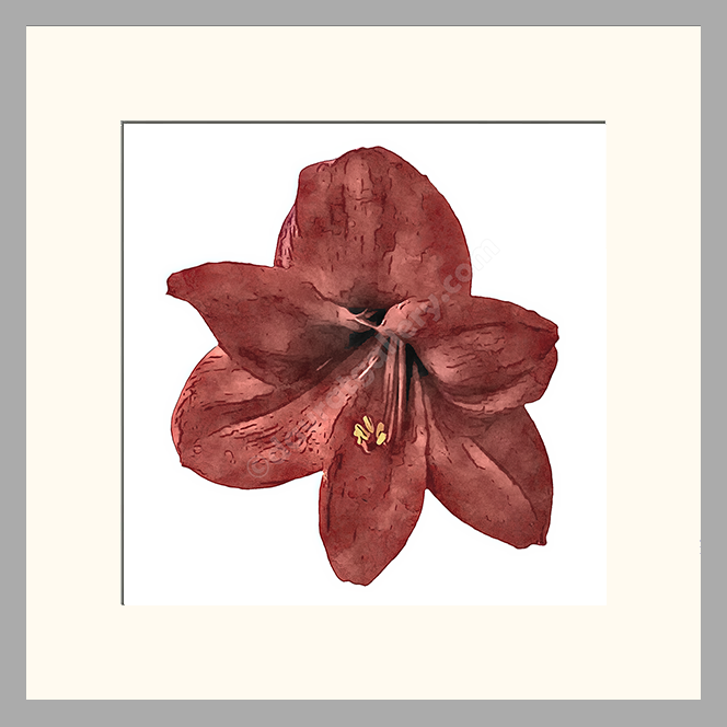 Amaryllis Single