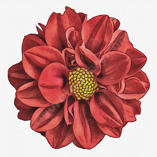 Red Dahlia Single