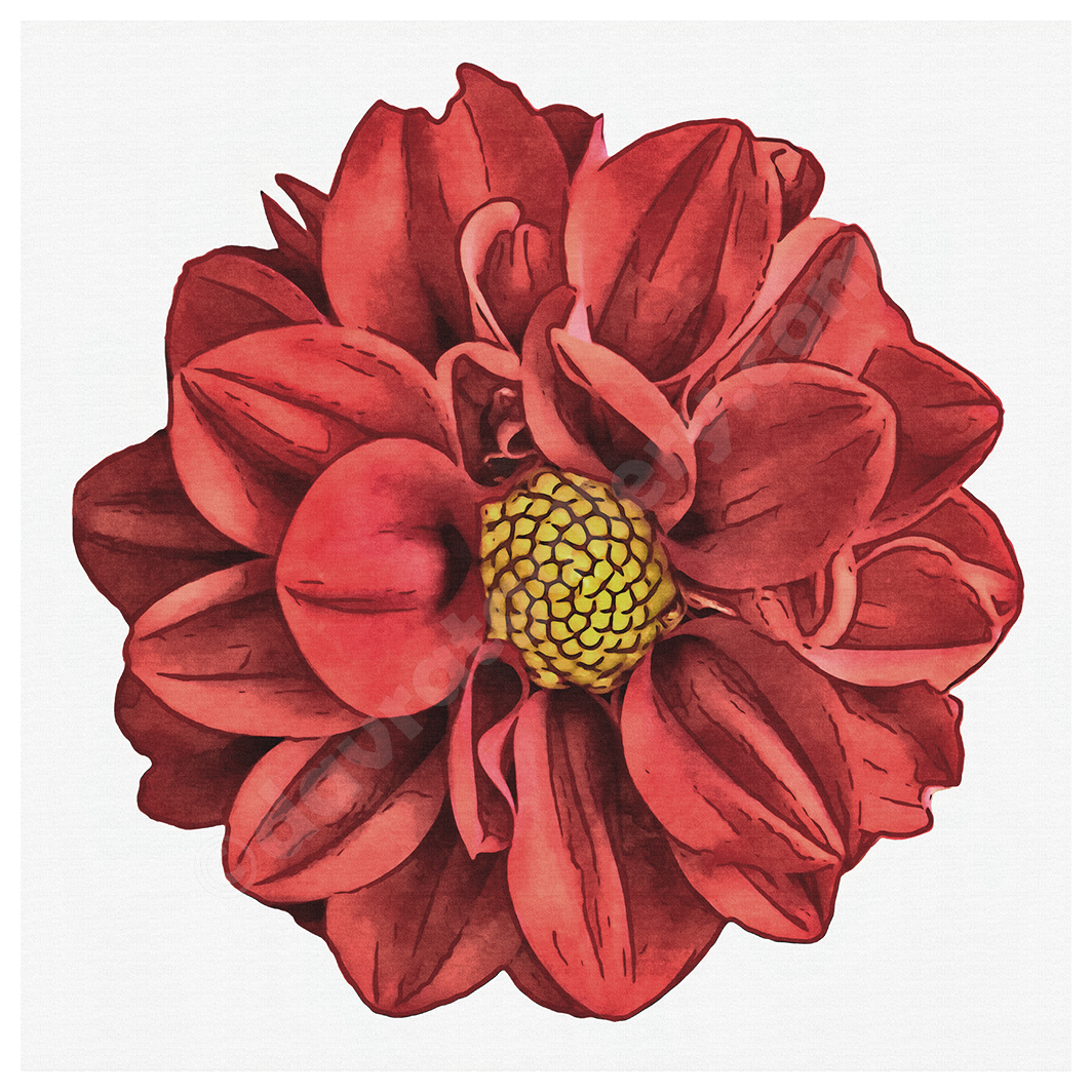 Red Dahlia Single