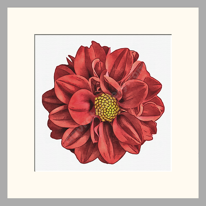 Red Dahlia Single