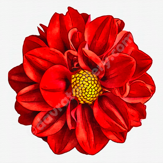 Red Dahlia Single Vibrance