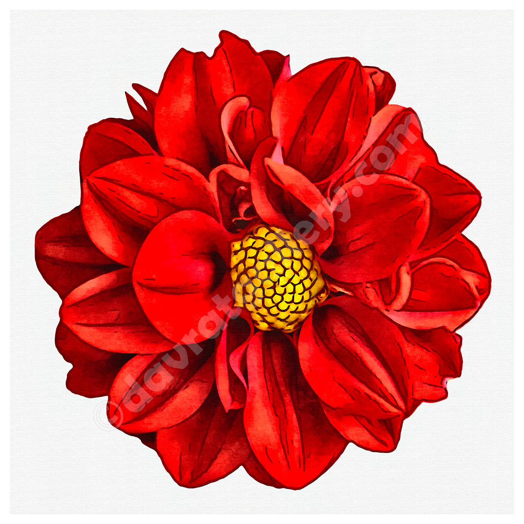 Red Dahlia Single Vibrance