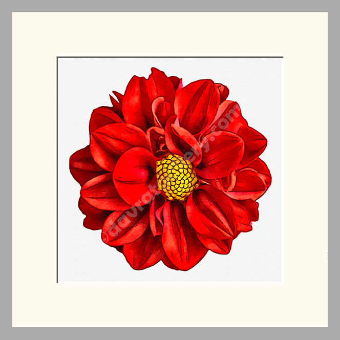 Red Dahlia Single Vibrance