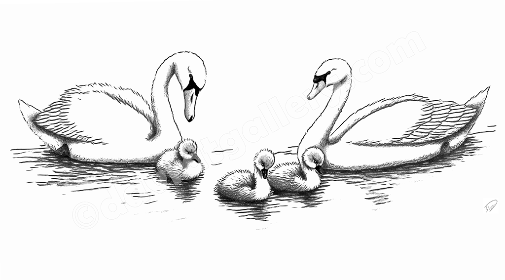 A Swan Family Portrait