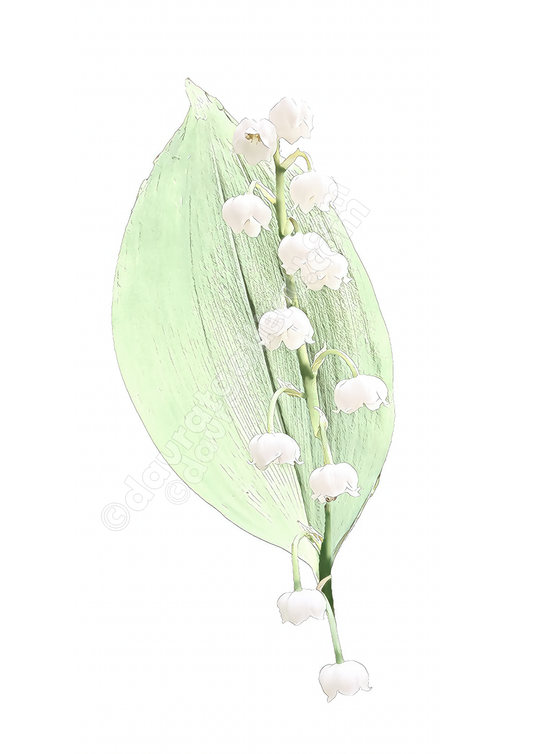 "Delicate" - Lily of the Valley