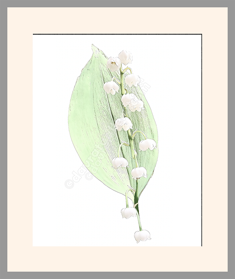 "Delicate" - Lily of the Valley